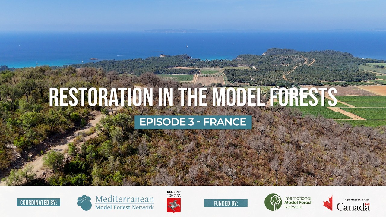 RESTORATION IN THE MODEL FORESTS - Episode 3 - France