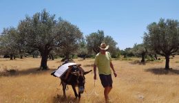 Donkey-Cruise-ena-katafigio-gia