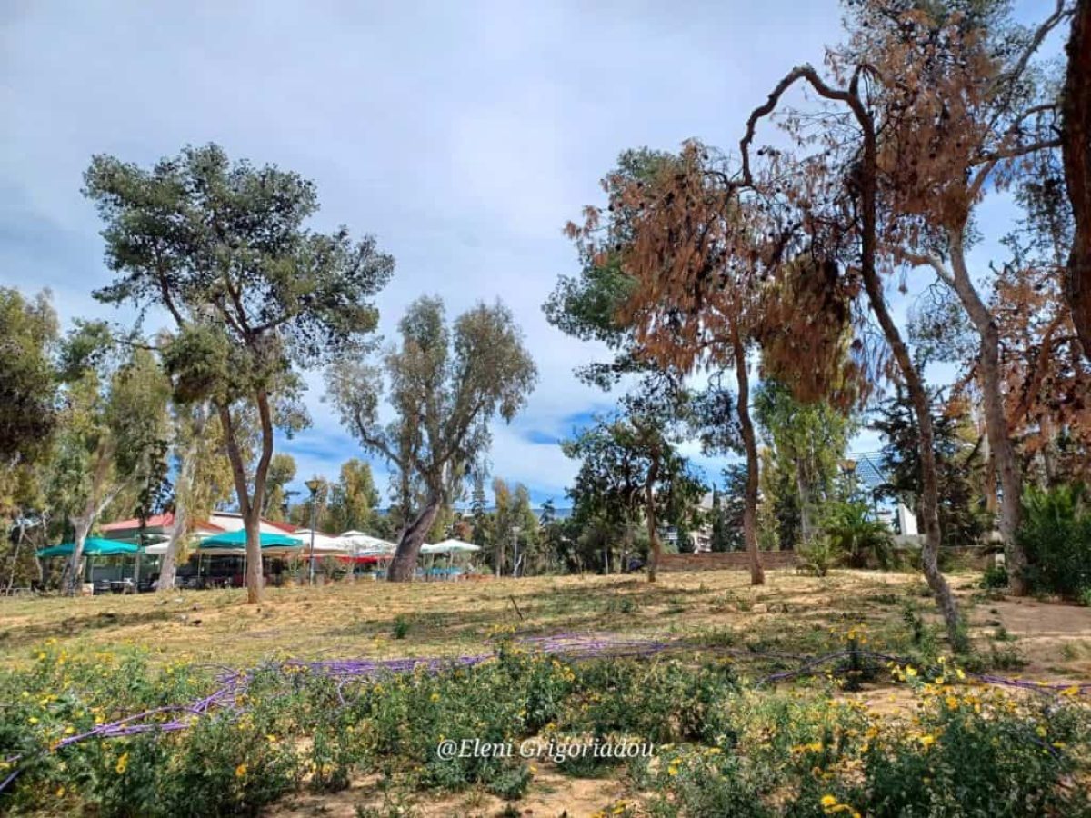 Kλειστό το πρωί της Πέμπτης 20/11 το Άλσος Νέας Σμύρνης λόγω ψεκασμού των πεύκων