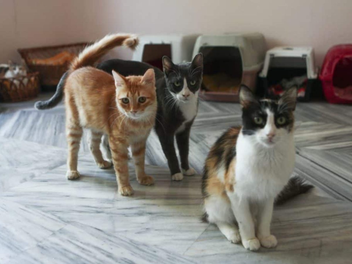 Δήμος Ορεστιάδας: Πρόγραμμα στειρώσεων για τα αδέσποτα ζώα συντροφιάς