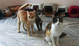 dimos-orestiadas-programma-stiroseon-gia