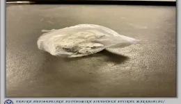 ditiki-makedonia-sillipsis-dio-atomon