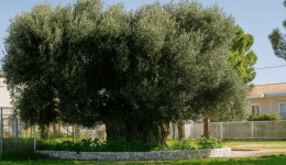 divkalamata-i-mana-elia-sto