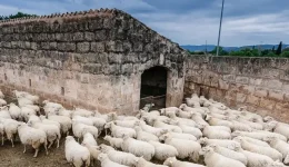 evlogia-ton-egoprovaton-ta-zoa