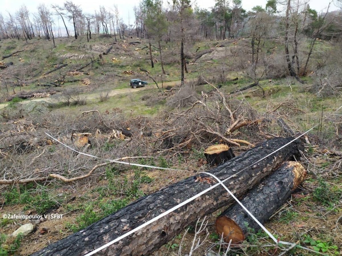 Μετά τη μεγάλη πυρκαγιά του 2023: Σταθερή φυσική αναγέννηση στο Δάσος Δαδιάς – Τα πρώτα επιστημονικά ευρήματα