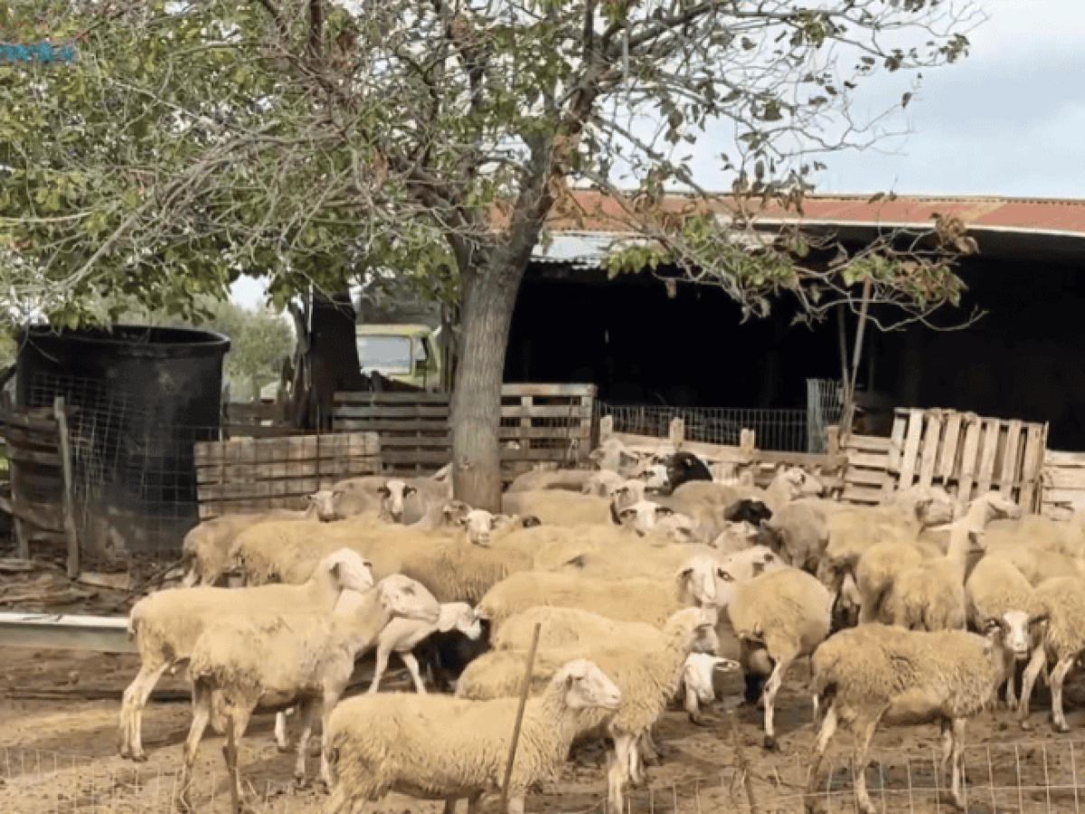 Νέα κρούσματα Ευλογιάς στο Μεσολόγγι – Σε απόγνωση οι κτηνοτρόφοι στον Άγιο Γεώργιο. Βίντεο