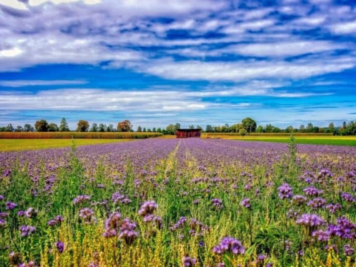 Πανευρωπαϊκό βήμα προόδου σχετικά με τη νιτρορύπανση και τις απώλειες αζώτου στη γεωργία