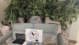 patra-organomeno-ergastirio-kalliergias-kannavis