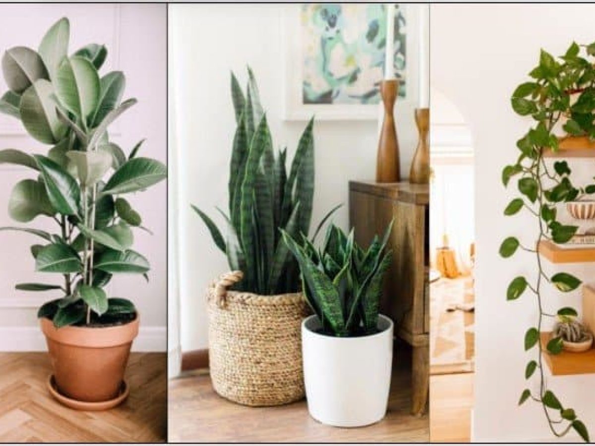 Ποια φυτά καθαρίζουν τον αέρα στο σπίτι
