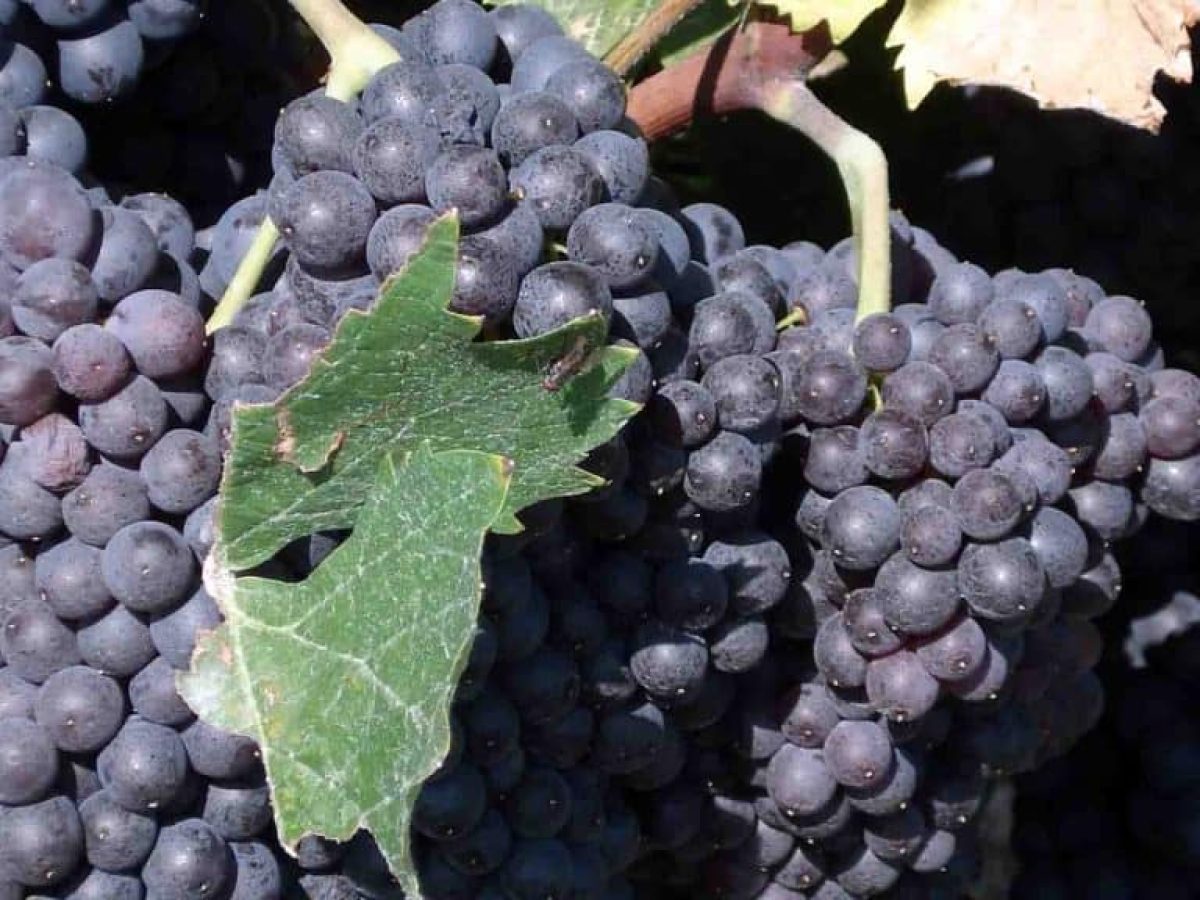 Πλειοδοτικός Διαγωνισμός για την Πώληση Κορινθιακής Σταφίδας από την Ε.Α.Σ. Ζακύνθου