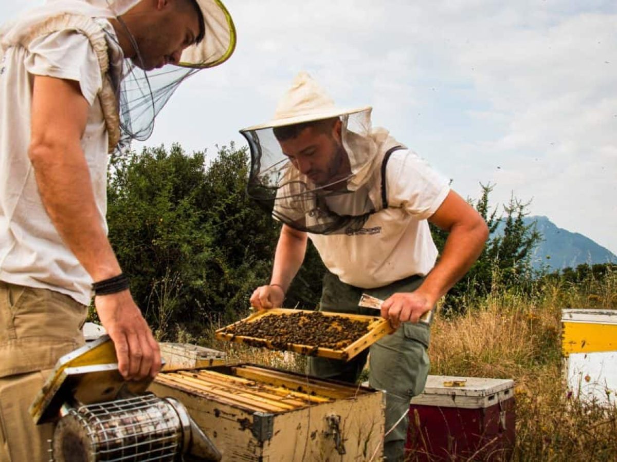 Πώς ξεχωρίζουμε το καλό αγνό μέλι: Μύθοι και Πραγματικότητα