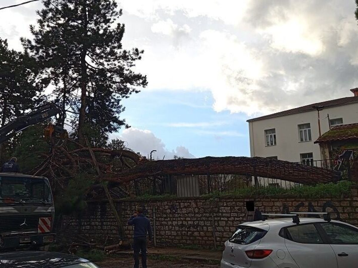 Πτώση πεύκου προκαλεί ανησυχία στο σχολικό συγκρότημα της Ακαδημίας