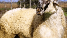 samothraki-nees-zones-prostasias-5