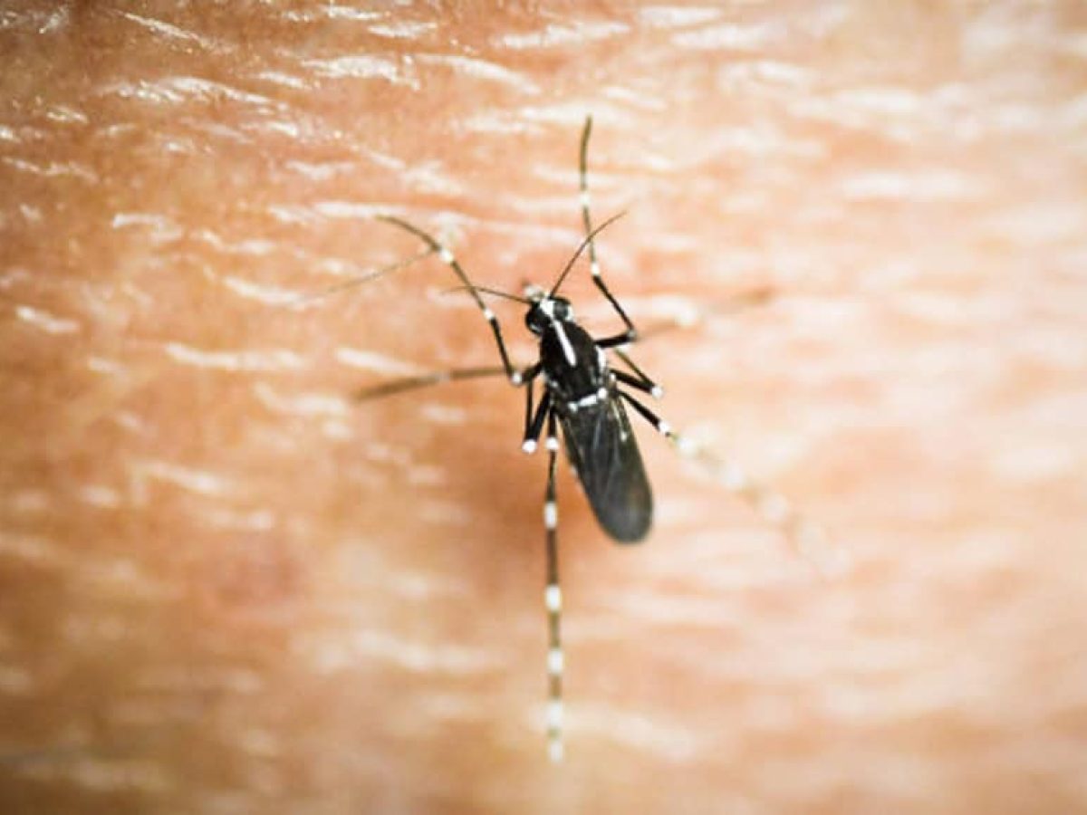 Σε εγρήγορση για τον ιό του Δυτικού Νείλου