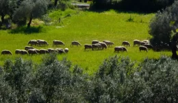 sillipsi-ston-tirnavo-gia-paraviasi