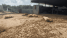 sinagermos-stin-peloponniso-gia-ton