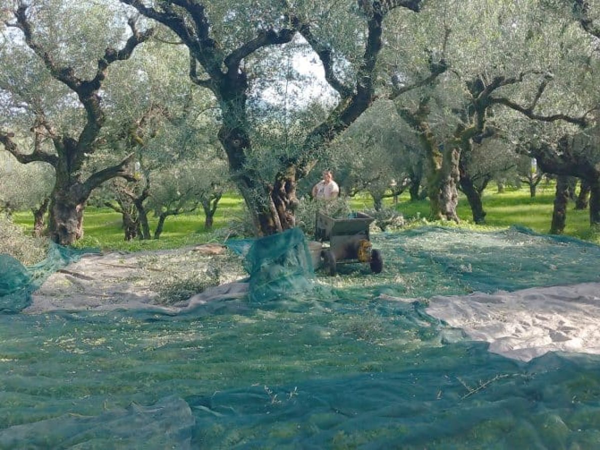 Στα ύψη τα μεροκάματα για την συγκομιδή των ελιών