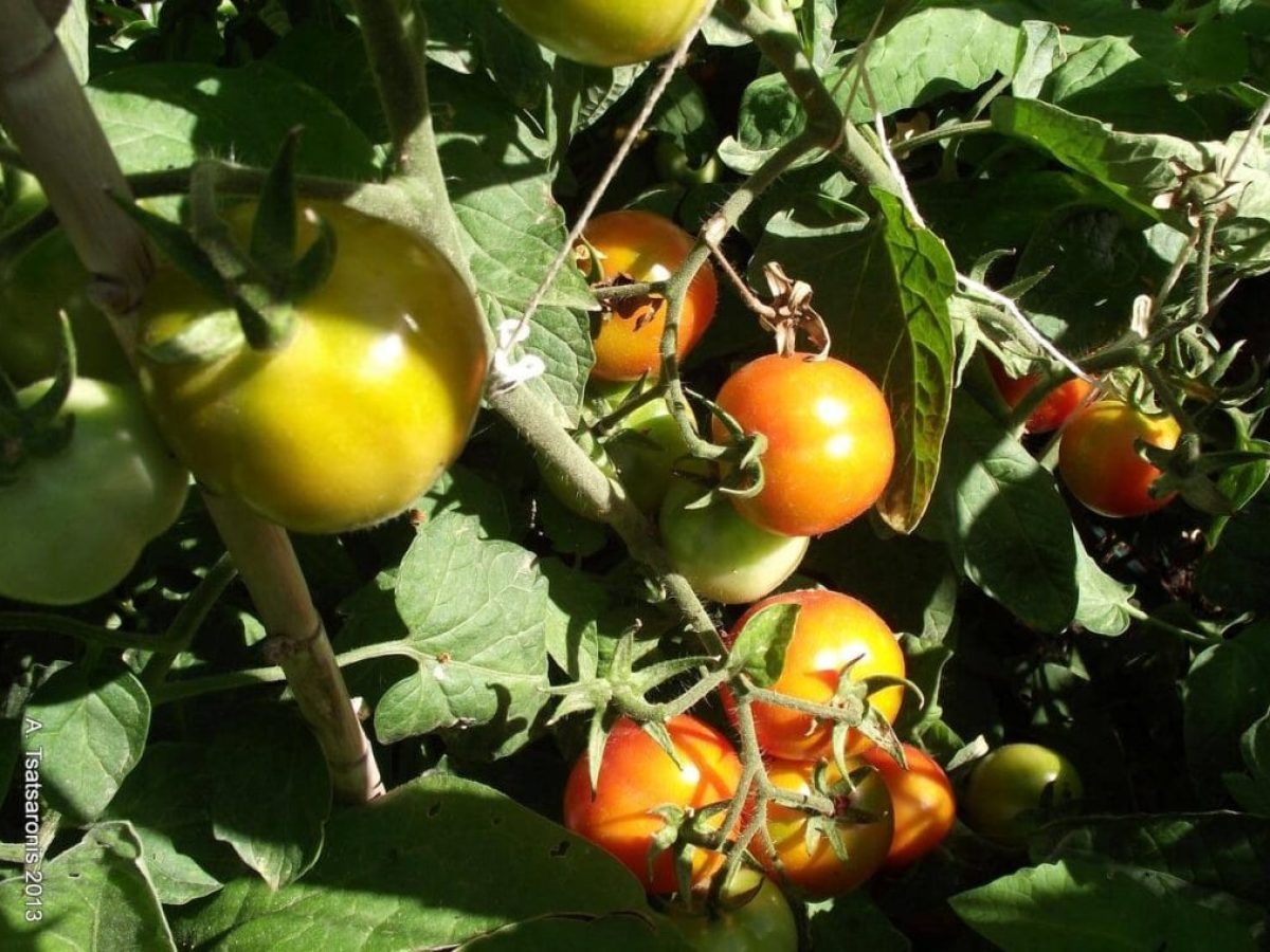 Θησαυροί Β. Αιγαίου: Η πορεία πιστοποίησης 5 εμβληματικών προϊόντων, γράφει ο Σέρκος Χαρουτουνιάν