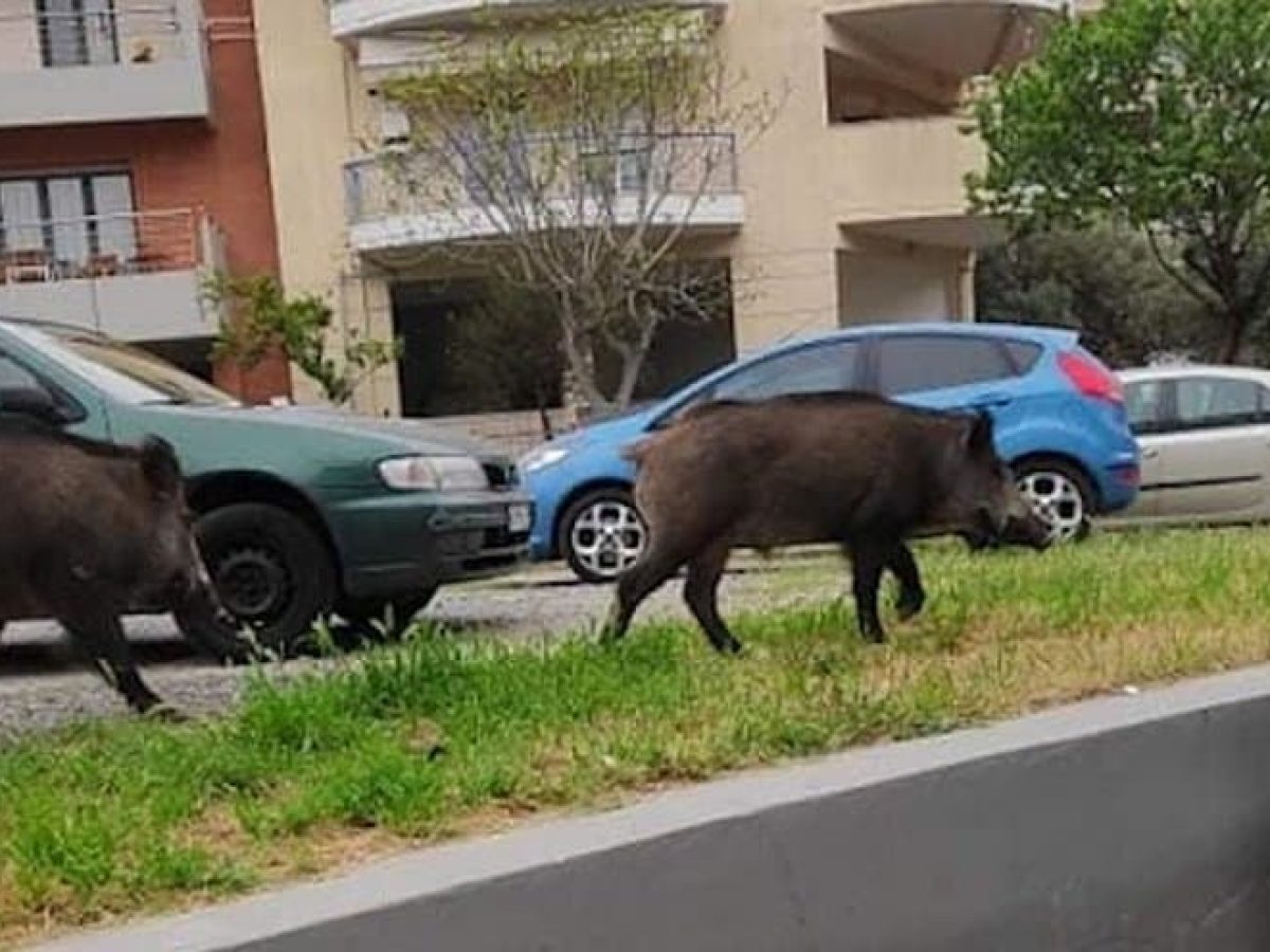 «Τους έψαχναν, δεν τους βρήκαν» – Κάτοικος Νέου Βουτζά για τους λαθροθήρες που κυνηγούσαν αγριογούρουνα