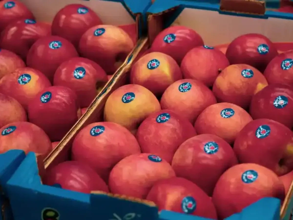 Ξεκίνησε με ενθουσιασμό στη Θεσσαλονίκη η διάθεση σε επιλεγμένα σημεία των πολύ γνωστών μήλων KIKU®!