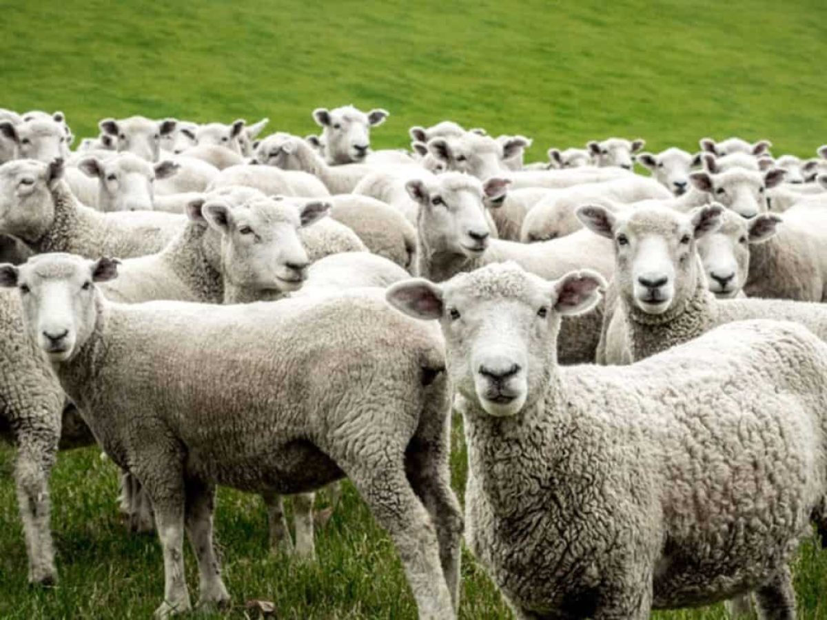 Α. Λουκουμακιάς: Κτηνοτρόφοι της Ξάνθης που έχασαν τα ζώα τους λόγω ευλογιάς, δηλώνουν ότι θα φύγουν από την Ελλάδα