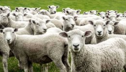 Α.-loukoumakias-ktinotrofi-tis-xanthis