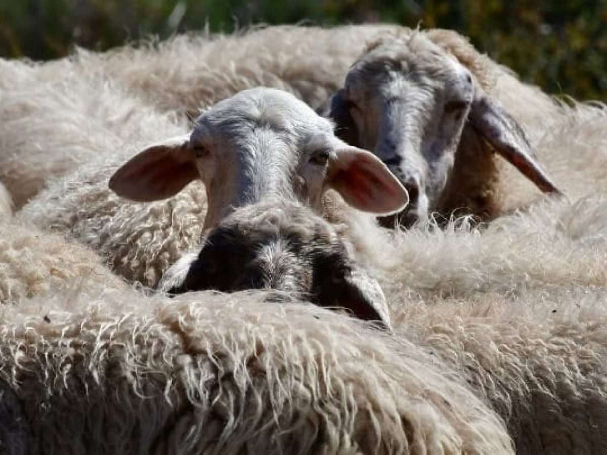 Ανακοίνωση από το τμήμα Κτηνιατρικής και Διεύθυνσης Αγροτικής Οικονομίας