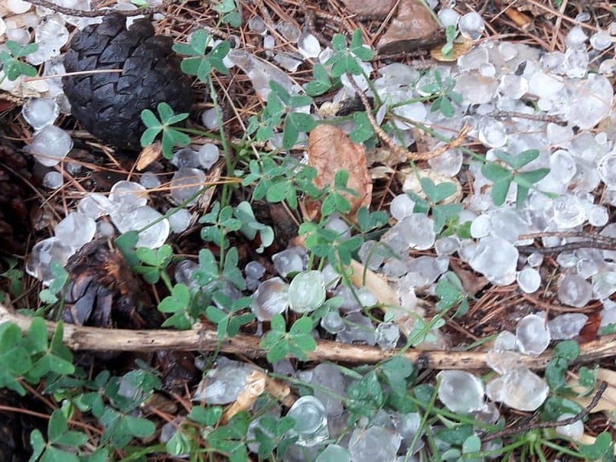 Ανακοίνωση του ΕΛΓΑ για τις ζημιές από χαλάζι στην Καρδίτσα