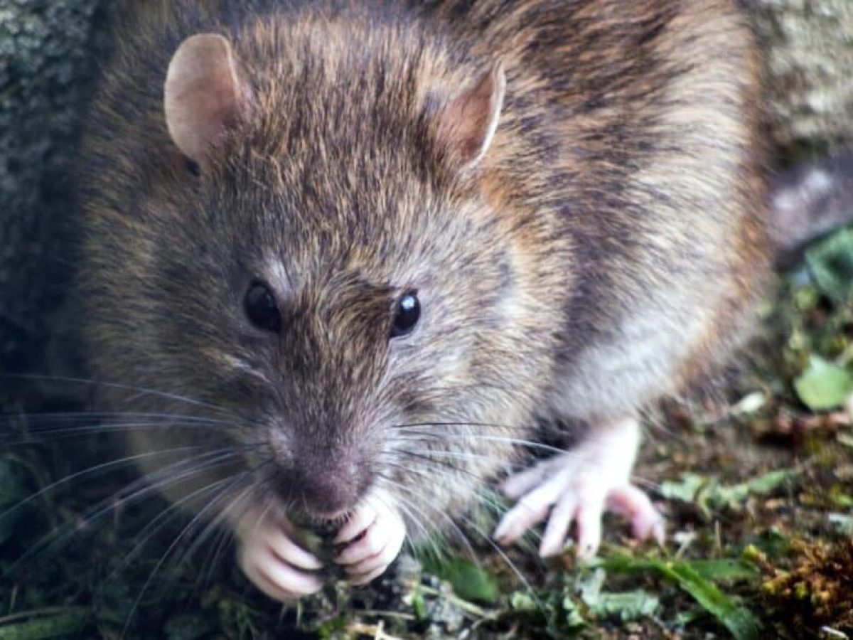 Αναστάτωση στον Βόλο: Αρουραίοι εμφανίστηκαν σε σχολικό συγκρότημα στο κέντρο της πόλης