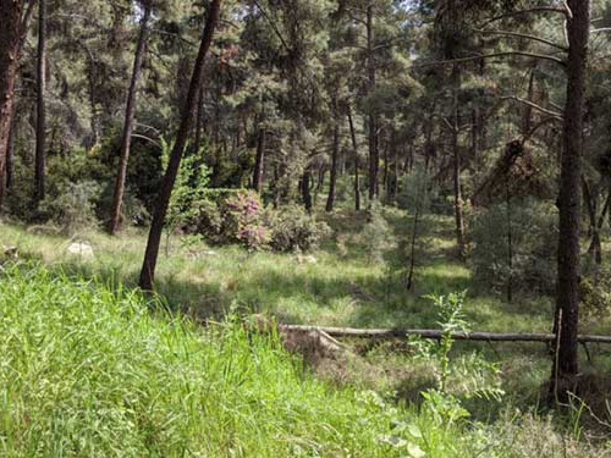 Απαγόρευση διέλευσης, παραμονής και κυκλοφορίας εντός δασών