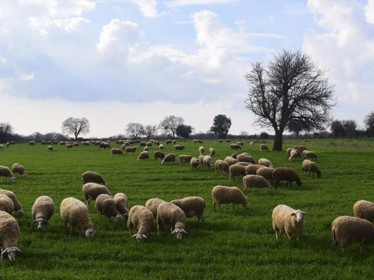 Απογραφή Κτηνοτροφικών Δραστηριοτήτων στο ΟΠΣ-ΑΔΕ