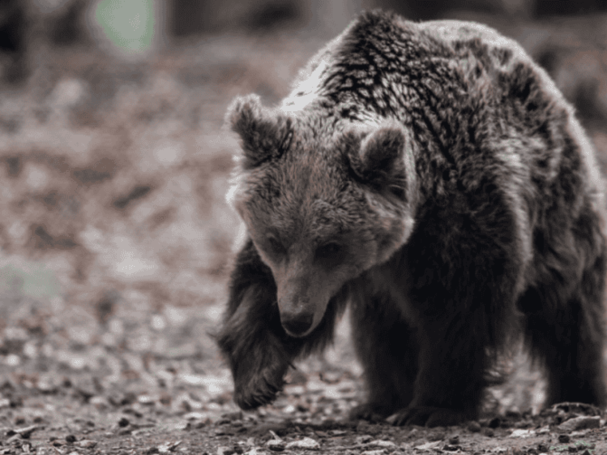 Αποτροπιασμός στη Δράμα: Αρκούδα σκοτώθηκε και αποκεφαλίστηκε σε ορεινή περιοχή