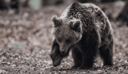 Αpotropiasmos-sti-drama-Αrkouda-skotothike