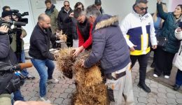 Άchira-petaxan-i-trikalini-agrotes