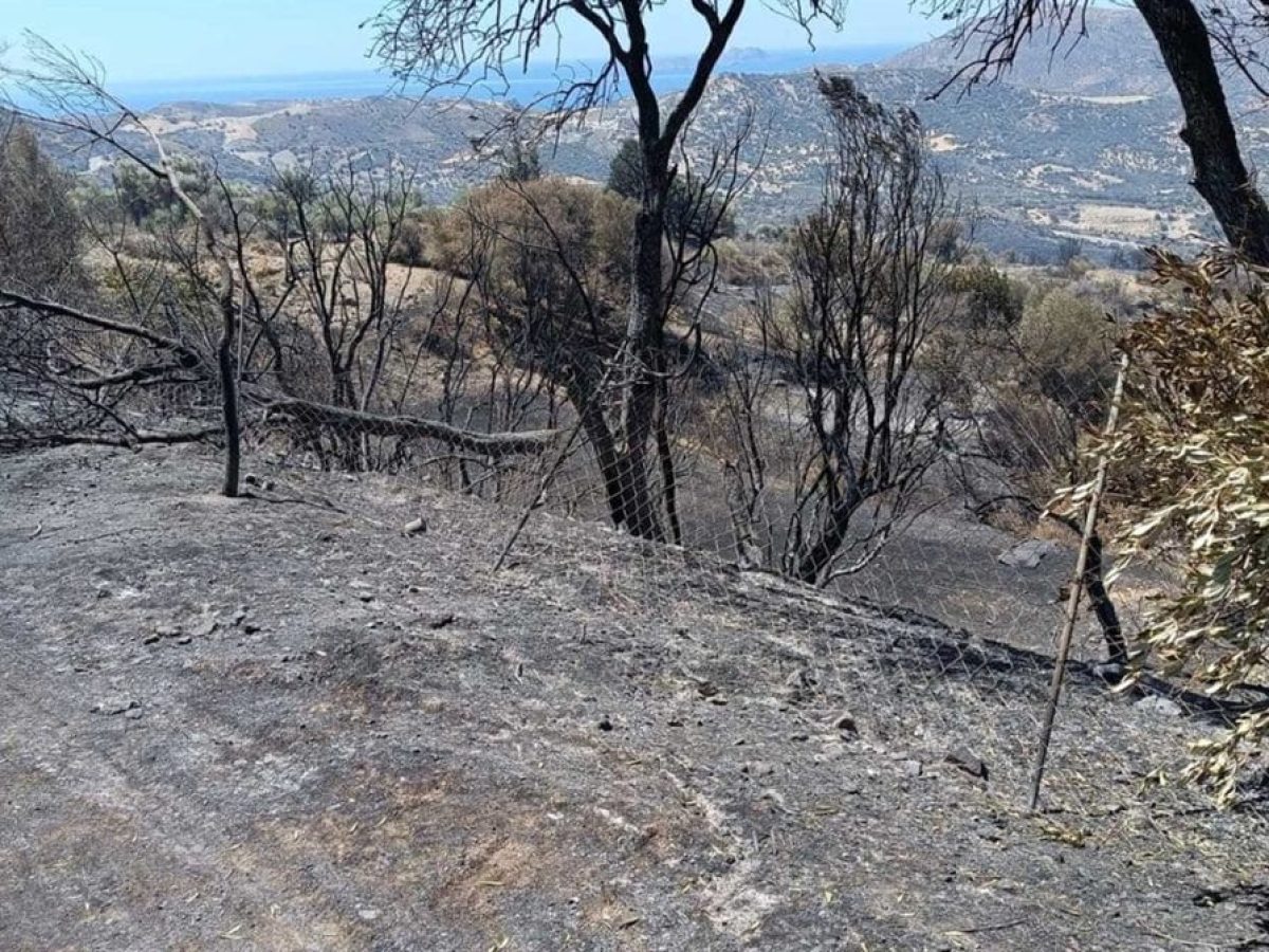 6.500 δενδρύλλια ελιάς μοιράζει ο δήμος Αμαρίου στους πυρόπληκτους