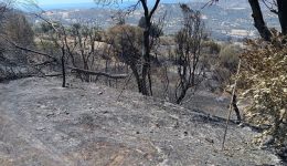 6.500-dendrillia-elias-mirazi-o