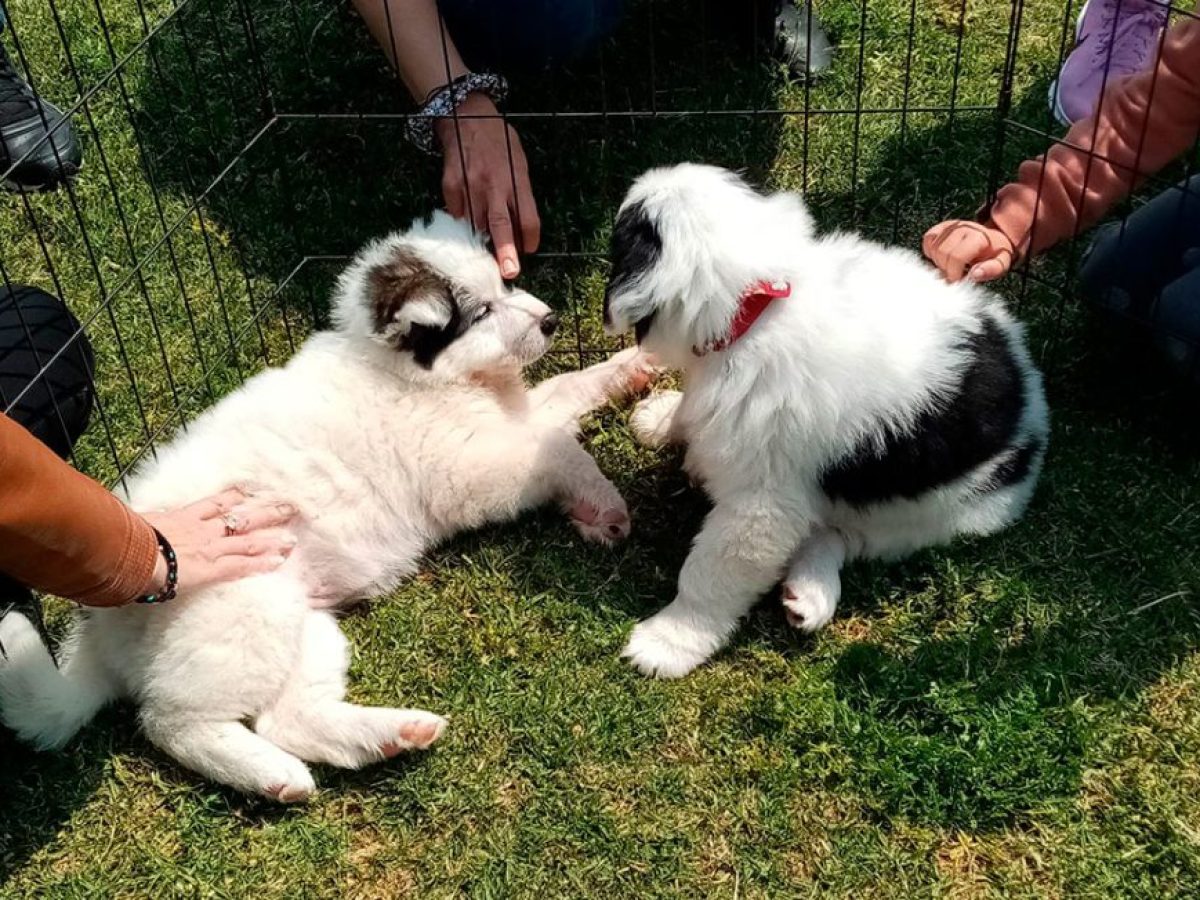 SOS για τα αδέσποτα του Δήμου μας ενόψει ψύχους και ρεβεγιόν
