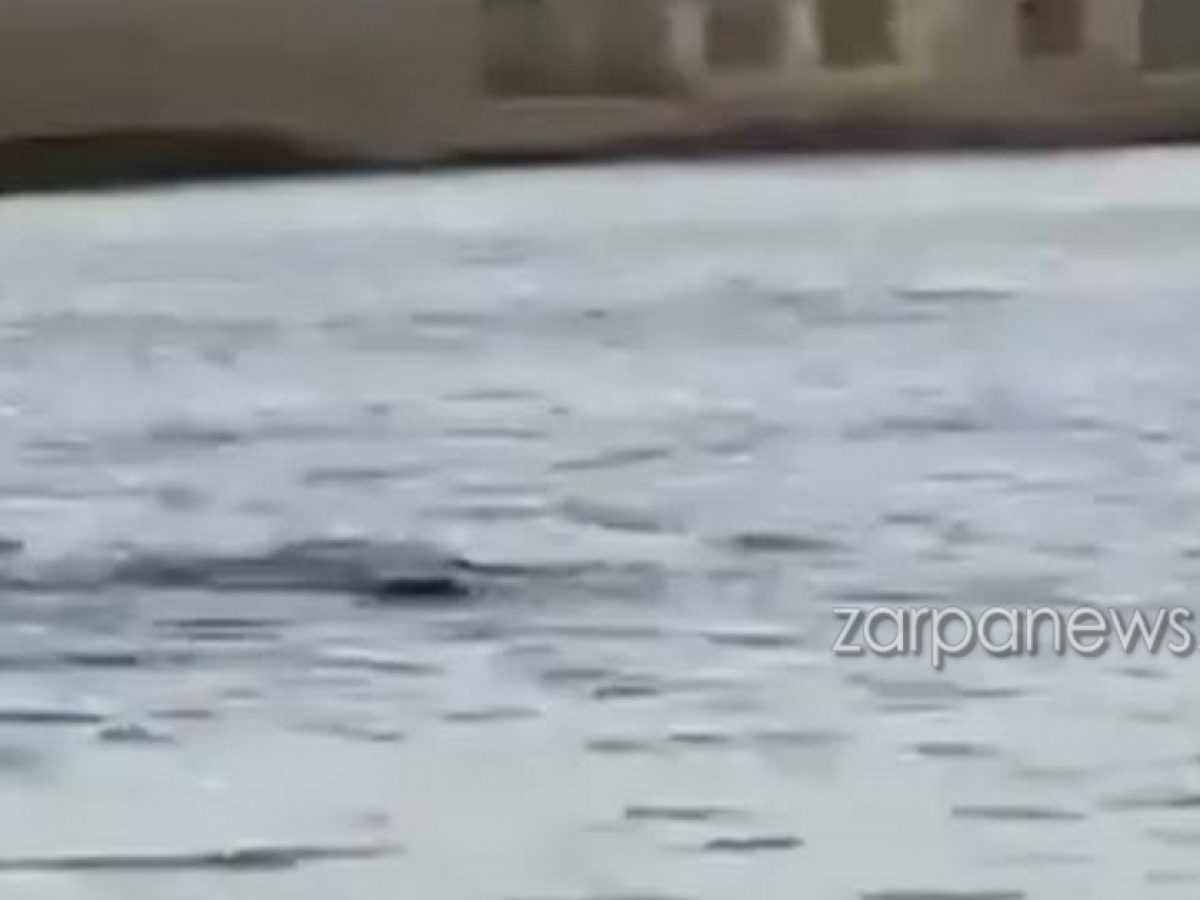 Χριστουγεννιάτικος επισκέπτης στα Χανιά: Φώκια έκανε βόλτες στο Ενετικό Λιμάνι | Video