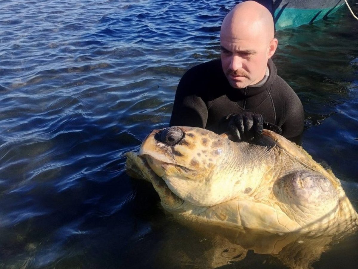 Διάσωση θαλάσσιας χελώνας στο Αιτωλικό