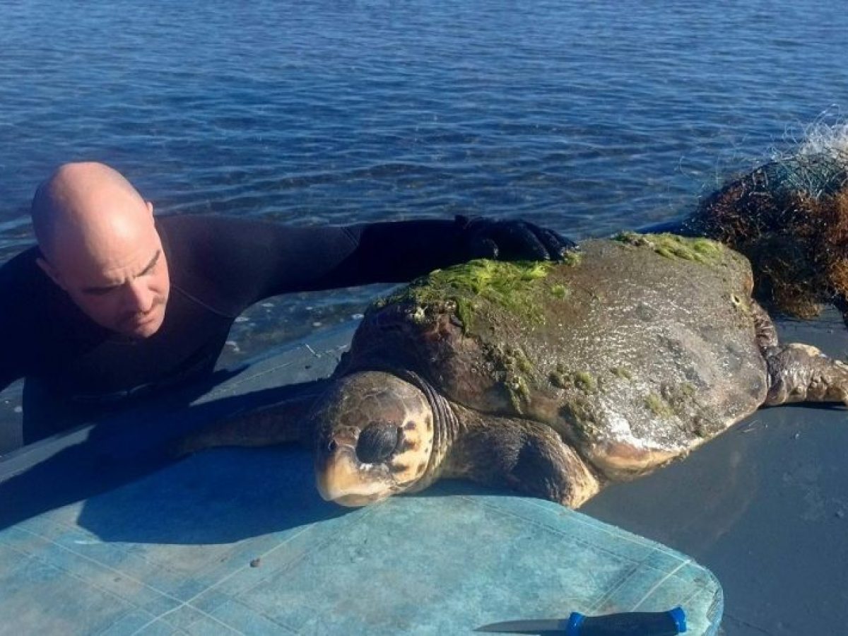 Διάσωση θαλάσσιας χελώνας, στο Αιτωλικό