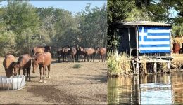 dimos-&Alpha;lexandroupolis-dini-lisi-sto