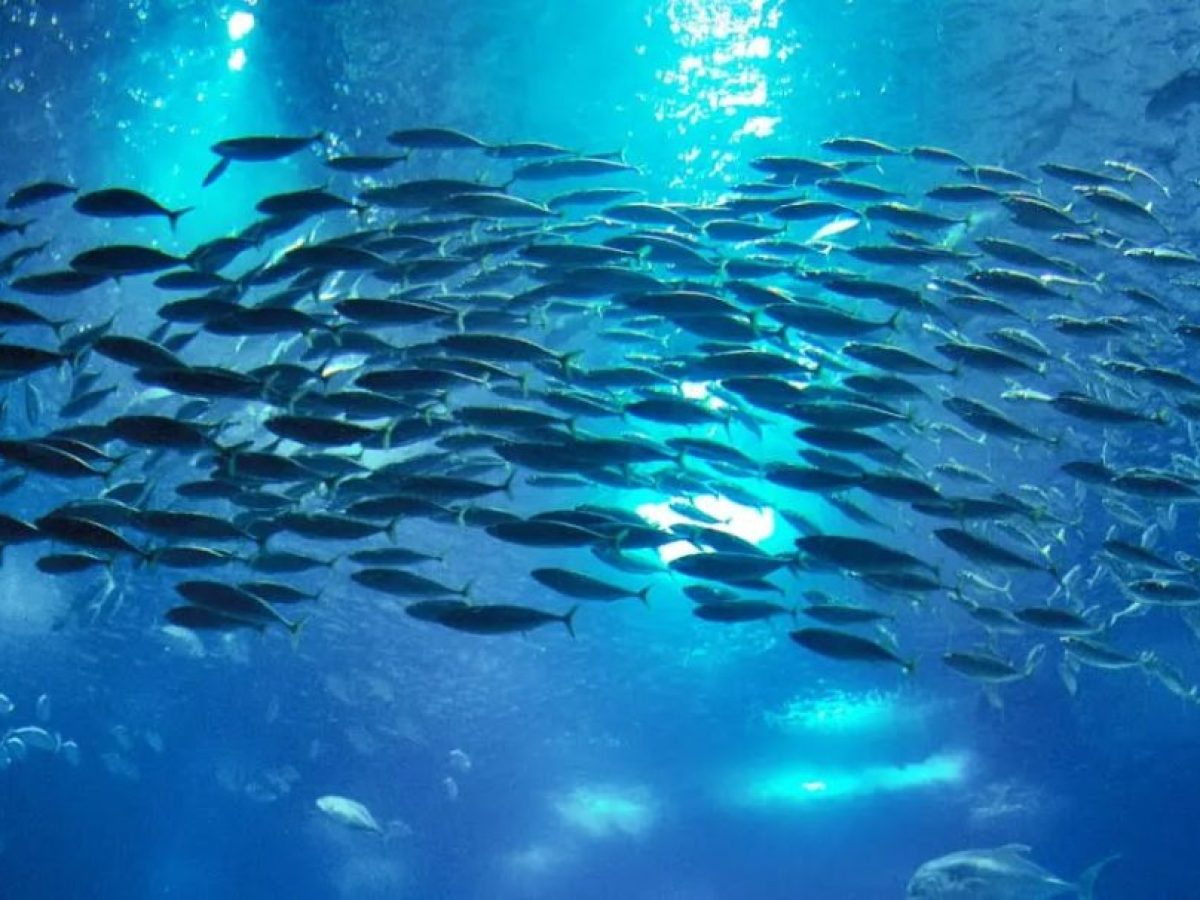 Δημοσιεύονται οι Ειδικές Περιβαλλοντικές Μελέτες του Εθνικού Θαλασσίου Πάρκου Νοτίου Αιγαίου 1 – Νότιες Κυκλάδες