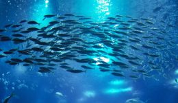 dimosievonte-i-idikes-perivallontikes-meletes