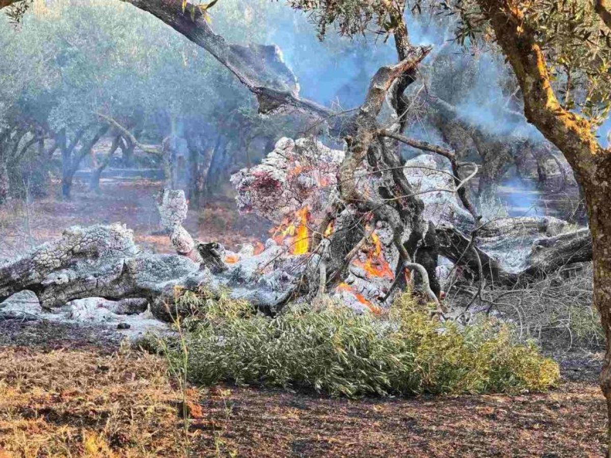 Διονύσιος Ακτύπης: Εγκρίθηκε η μελέτη αντιδιαβρωτικής και αντιπλημμυρικής προστασίας για τις καμένες εκτάσεις στη Λιθακιά