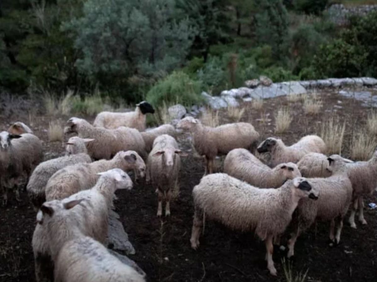 Δυτική Ελλάδα: 1,7 εκ. σε κτηνοτρόφους για απώλεια εισοδήματος λόγω ευλογιάς & πανώλης- 26,9 εκ. πανελλαδικά
