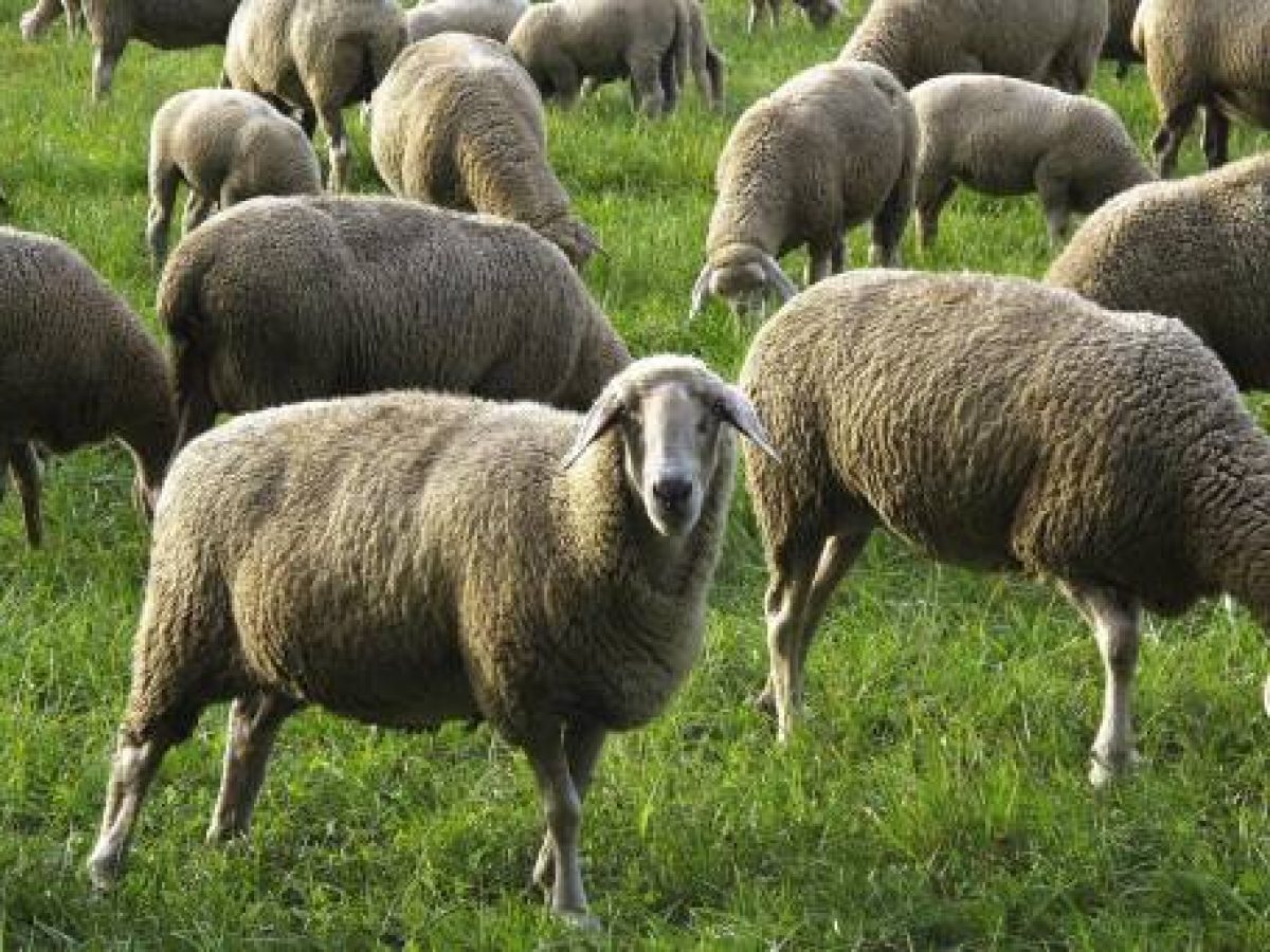 Δράμα: συνελήφθησαν 4 Βούλγαροι που προσπάθησαν να περάσουν παράνομα πρόβατα στην Ελλάδα