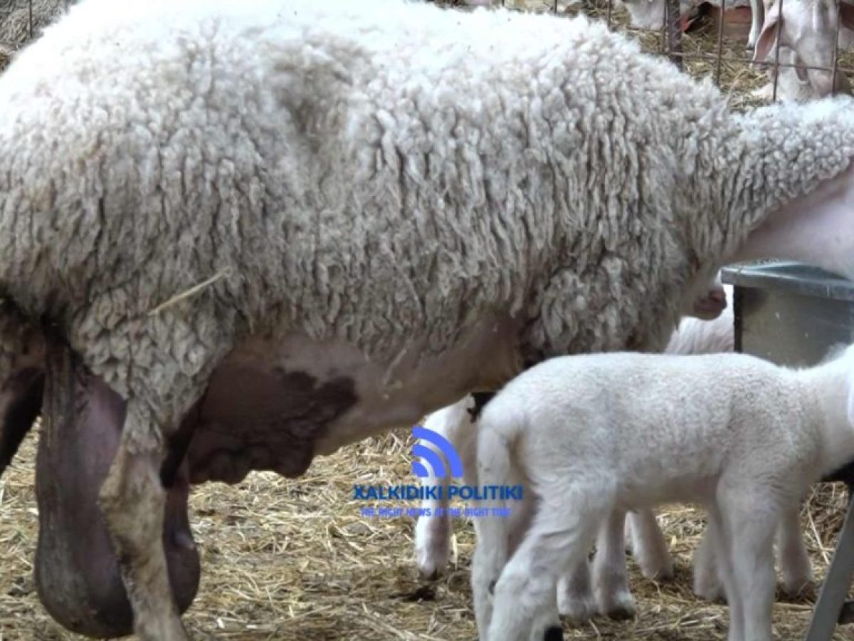 Δράμα: Τέσσερις Βούλγαροι συνελήφθησαν για παράνομη μεταφορά προβάτων