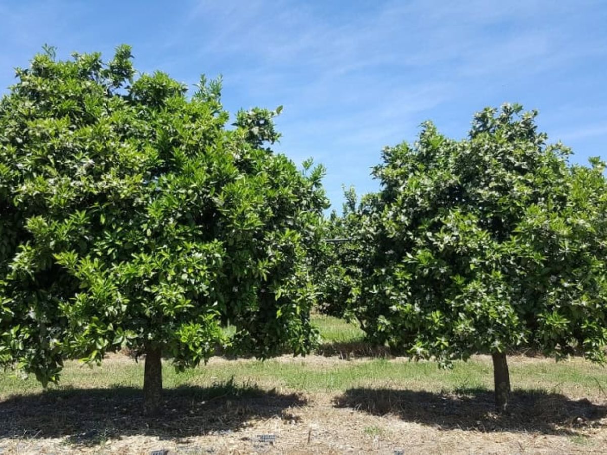 Έγινε η αυτοψία για την ακαρπία εσπεριδοειδών στο Δ. Μονεμβασίας