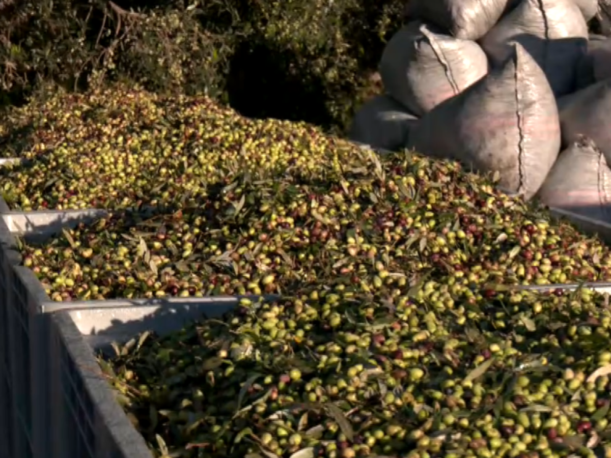 Ελαιοκομική κρίση στη Μεσσηνία- Μειωμένες αποδόσεις και πίεση στους συνεταιρισμούς