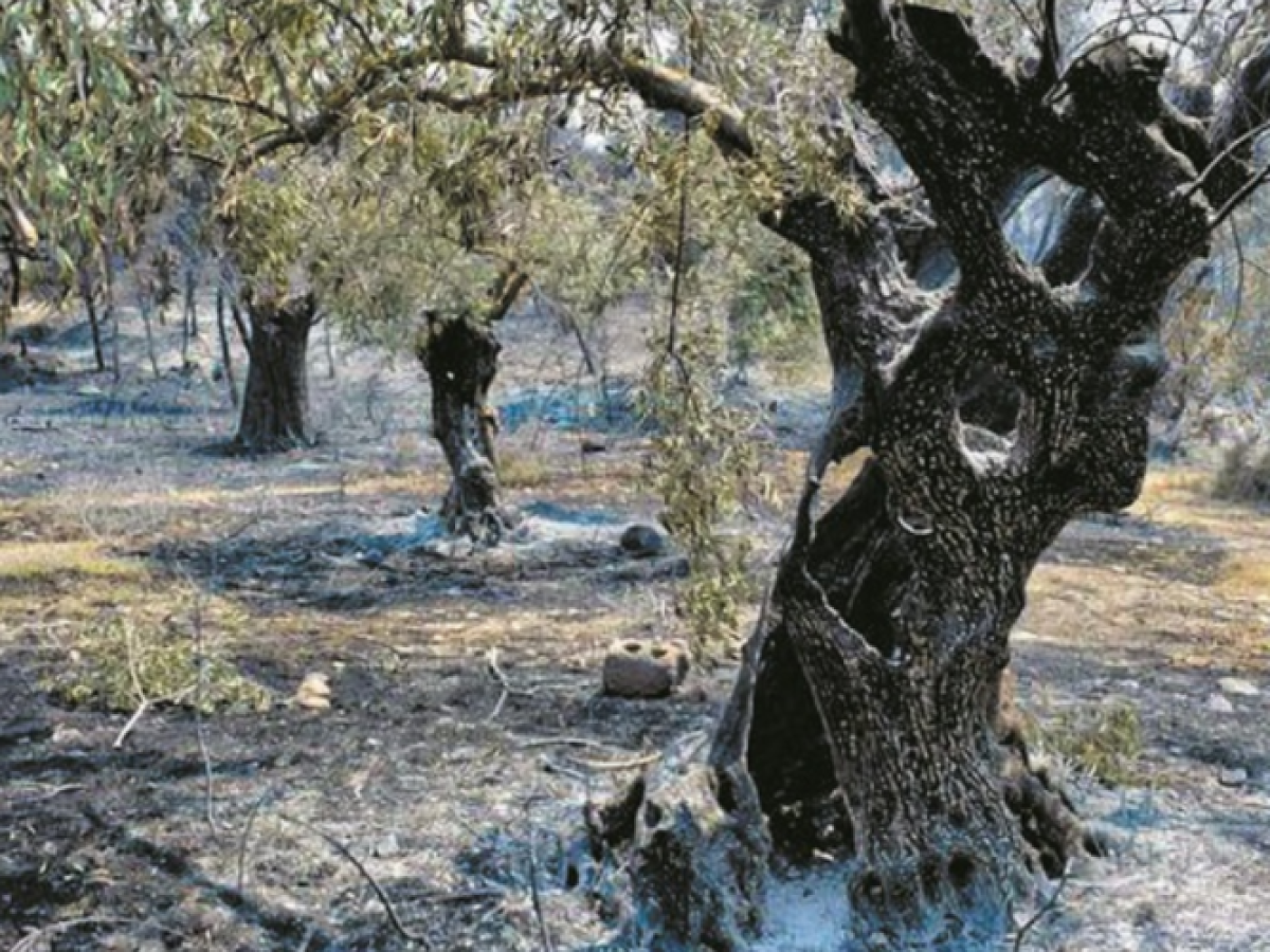 &Epsilon;&Lambda;&Gamma;&Alpha;: &Pi;&lambda;&eta;&rho;ώ&theta;&eta;&kappa;&alpha;&nu; &sigma;ή&mu;&epsilon;&rho;&alpha; 63 &pi;&alpha;&rho;&alpha;&gamma;&omega;&gamma;&omicron;ί &sigma;&tau;&eta;&nu; &Mu;ά&kappa;&rho;&eta; &Alpha;&lambda;&epsilon;&xi;&alpha;&nu;&delta;&rho;&omicron;ύ&pi;&omicron;&lambda;&eta;&sigmaf; &gamma;&iota;&alpha; &zeta;&eta;&mu;&iota;έ&sigmaf; &alpha;&pi;&rsquo; &tau;&iota;&sigmaf; &pi;&upsilon;&rho;&kappa;&alpha;&gamma;&iota;έ&sigmaf; 2023